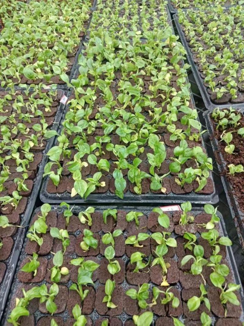 育苗基质营养土【玄土】保水透气纯植物纤维朔型省人工