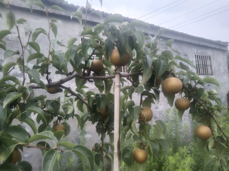 光果圆黄梨自家沙地种植自产自销走量，走量...