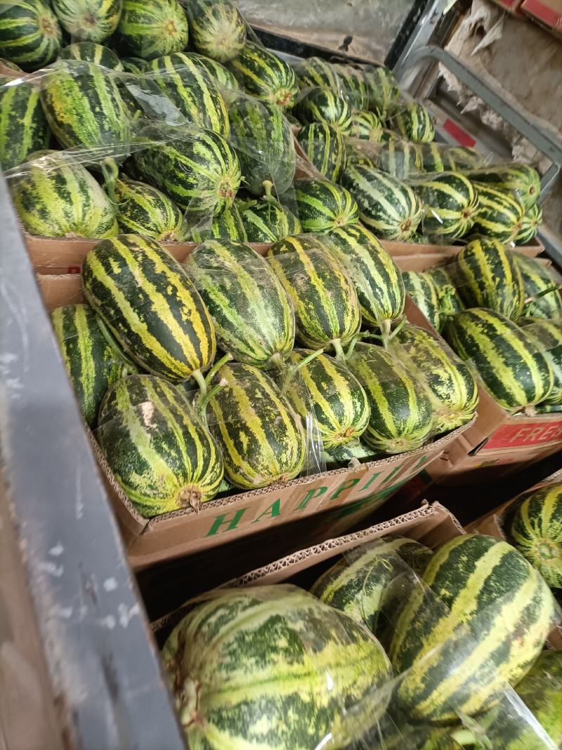 精品91甜瓜大量供应！产地直供，保质保量！