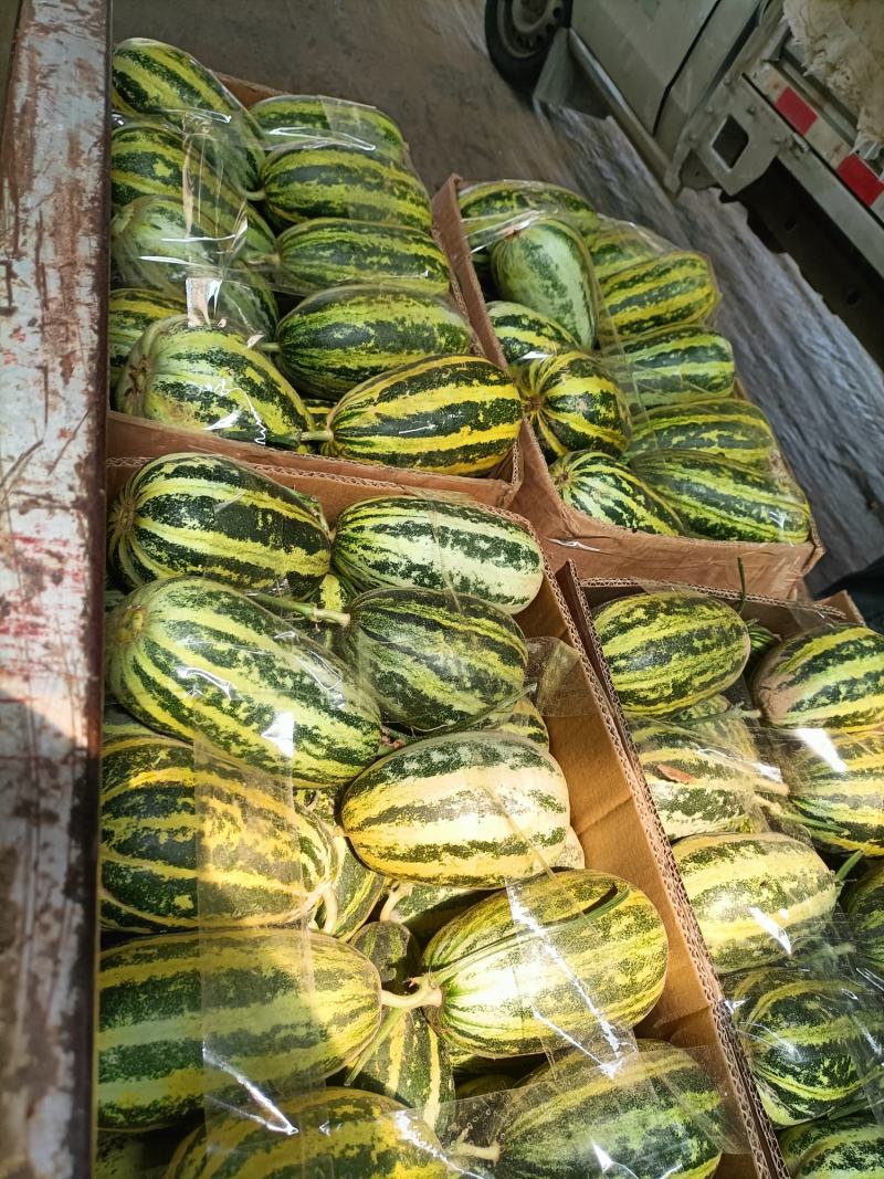 精品91甜瓜大量供应！产地直供，保质保量！