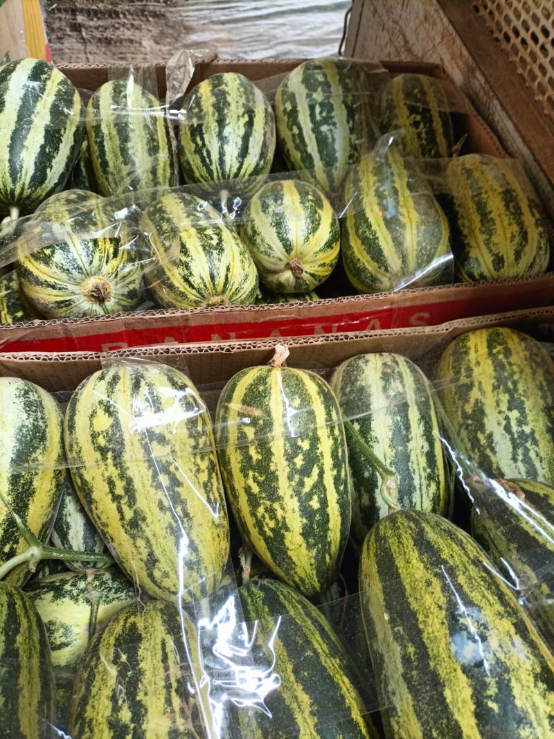 精品91甜瓜大量供应！产地直供，保质保量！