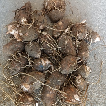 江西红芽芋头大量上市，欢迎来电咨询，基地直供，提供分拣