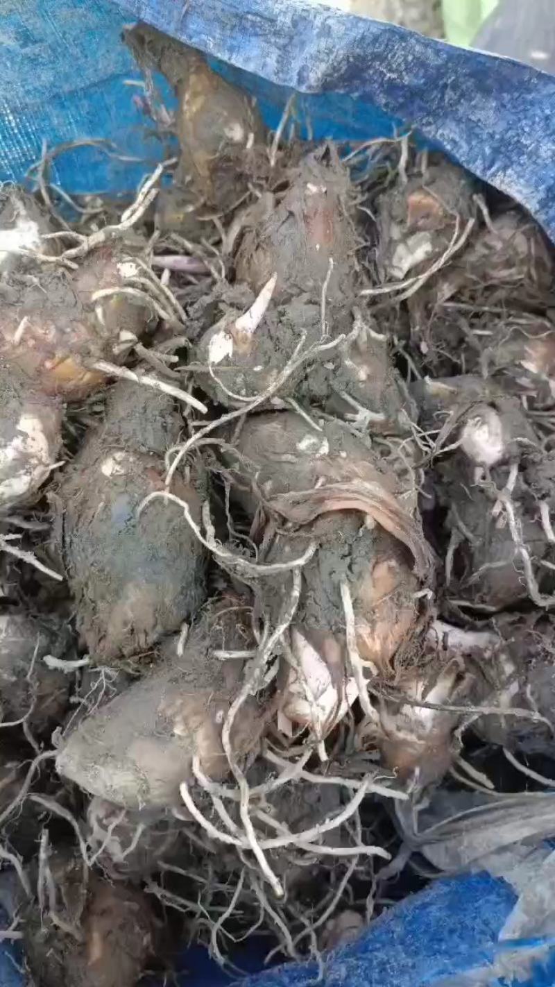 江西红芽芋头大量上市，欢迎来电咨询，基地直供，提供分拣