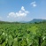江西红芽芋头大量上市，欢迎来电咨询，基地直供，提供分拣