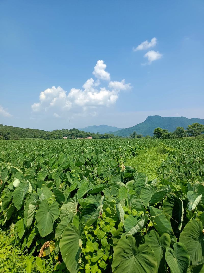 江西红芽芋头大量上市，欢迎来电咨询，基地直供，提供分拣