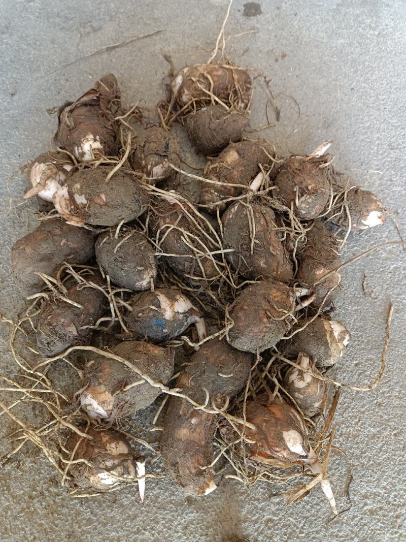 江西红芽芋头大量上市，欢迎来电咨询，基地直供，提供分拣