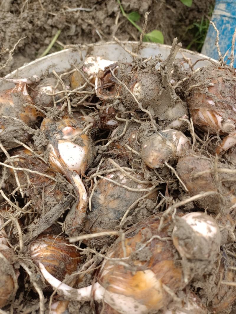 江西红芽芋头大量上市，欢迎来电咨询，基地直供，提供分拣