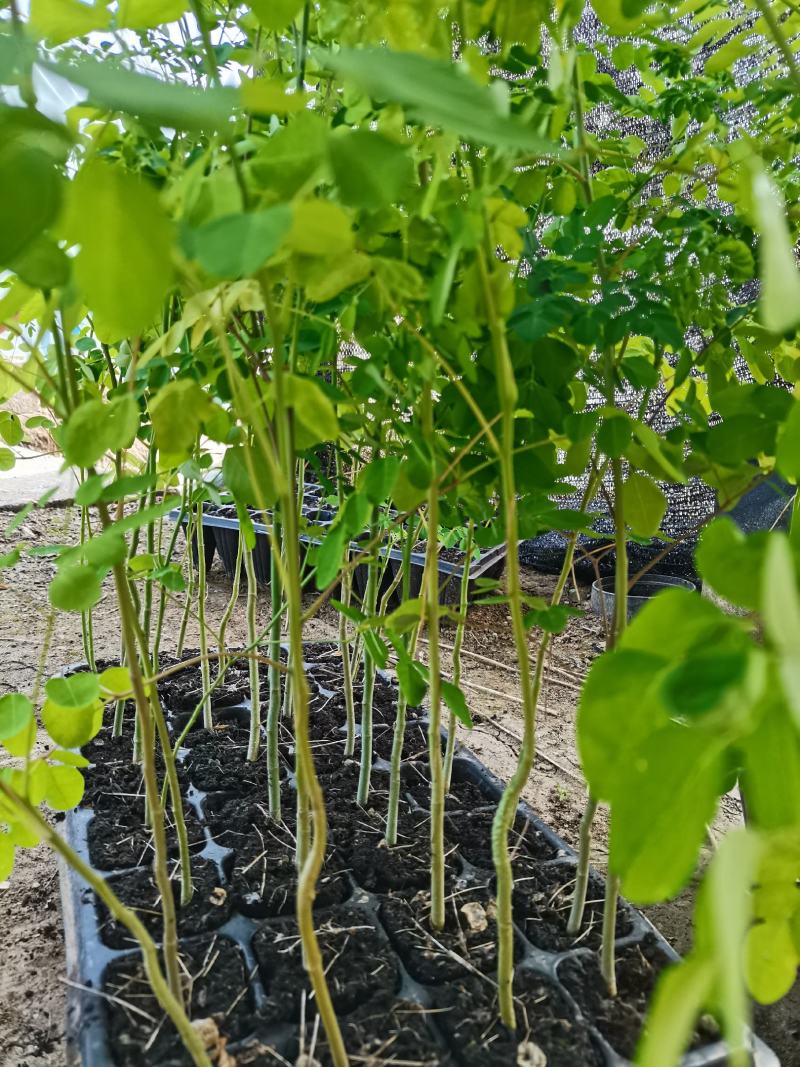 【牛商推荐】包邮正宗印度辣木小苗多种规格可选