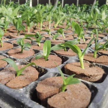 育苗基质营养土【玄土】保水透气纯植物纤维朔型省人工