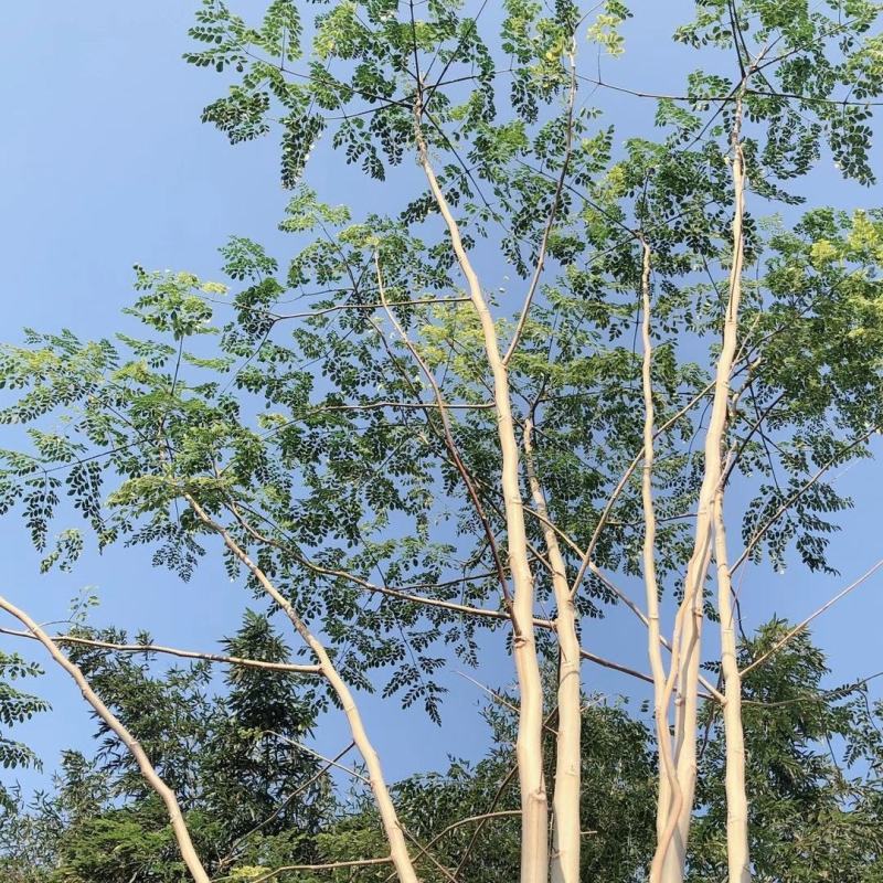 【一件代发】包邮正宗辣木树苗，高营养，基地直发，成活率高