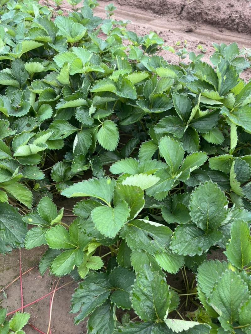 山东潍坊甜宝草莓苗量大全国可以接单提供预定服务死苗补发品种纯