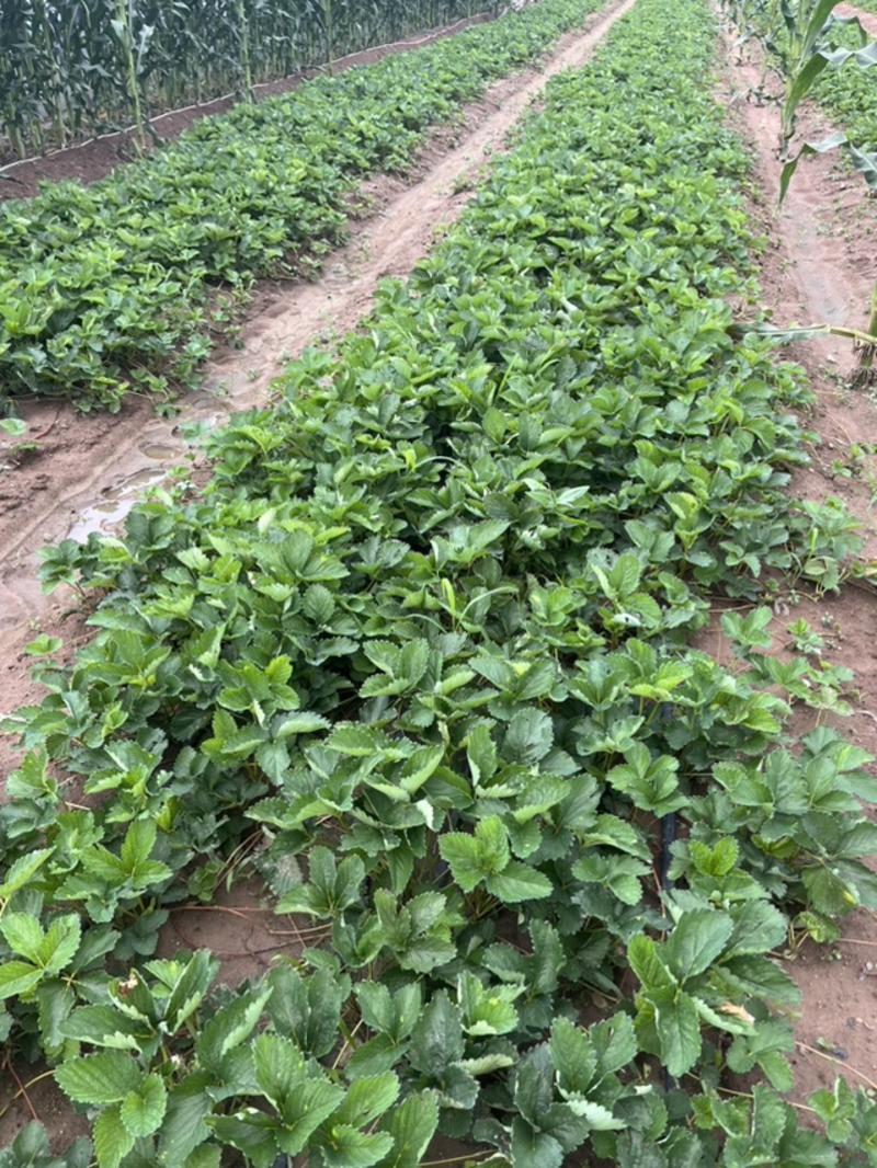 山东潍坊甜宝草莓苗量大全国可以接单提供预定服务死苗补发品种纯