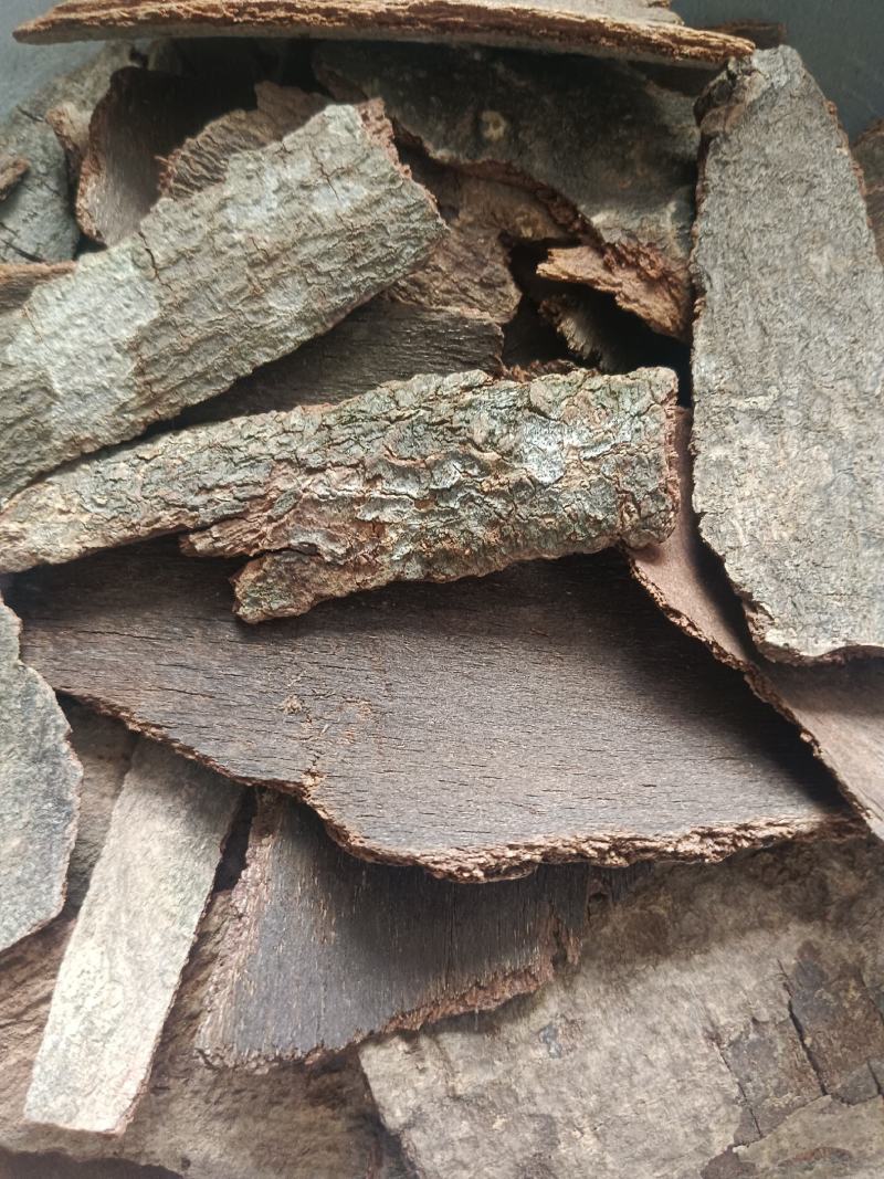 海桐皮（虎阳刺，鹊不踏）产地直发，实拍现货，
