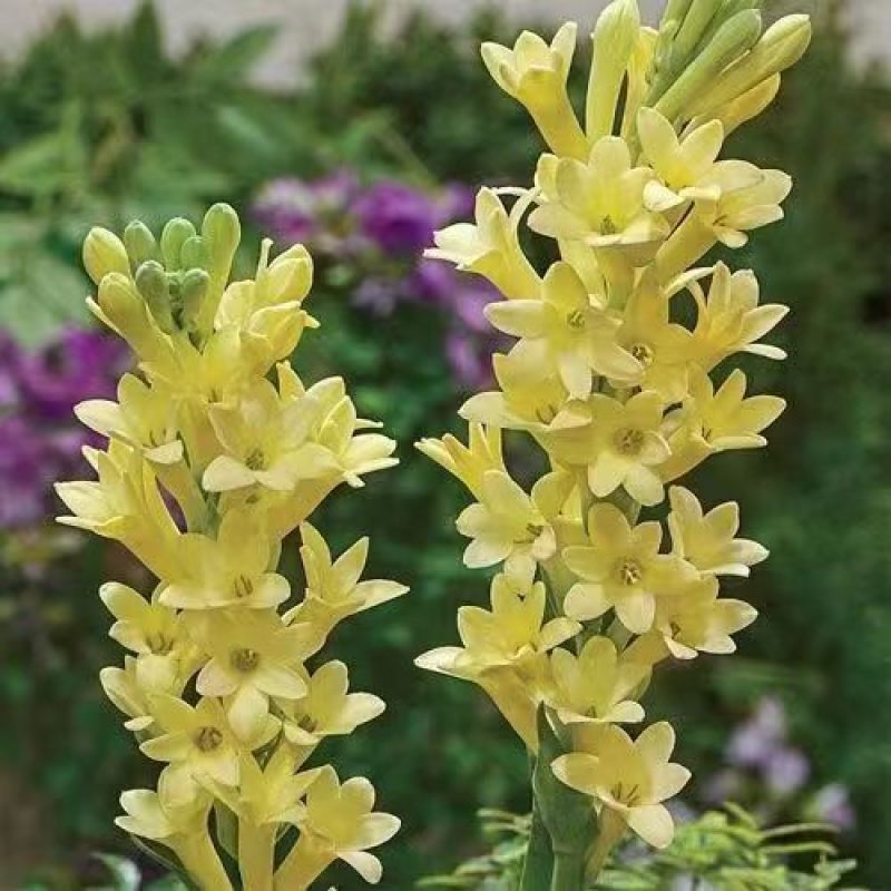 晚香玉种球夜来香花苗浓香型多年生植物室内外庭院四季易种活