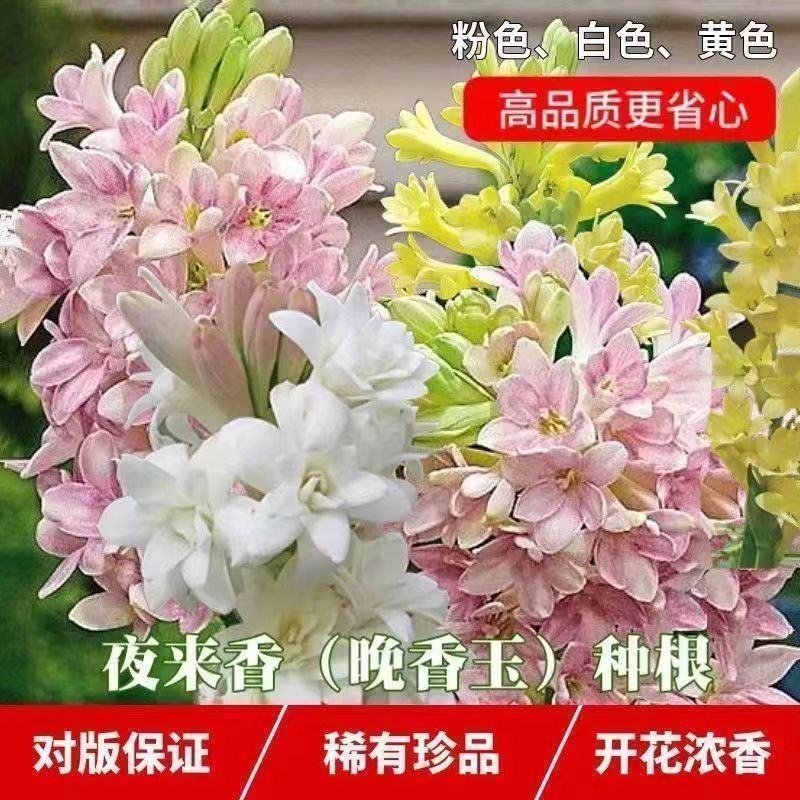 晚香玉种球夜来香花苗浓香型多年生植物室内外庭院四季易种活