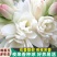 晚香玉种球夜来香花苗浓香型多年生植物室内外庭院四季易种活
