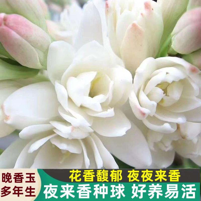 晚香玉种球夜来香花苗浓香型多年生植物室内外庭院四季易种活