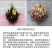 晚香玉种球夜来香花苗浓香型多年生植物室内外庭院四季易种活