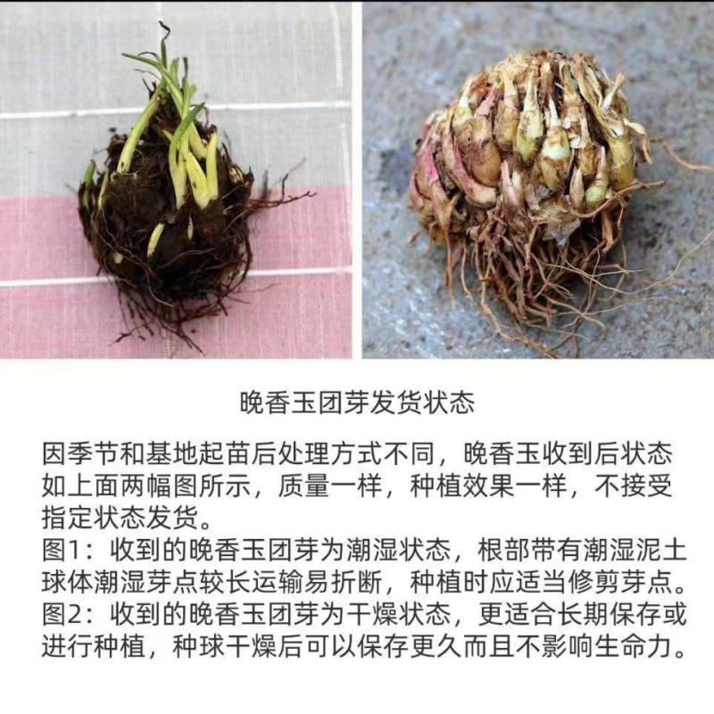 晚香玉种球夜来香花苗浓香型多年生植物室内外庭院四季易种活
