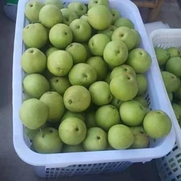 青皮梨
