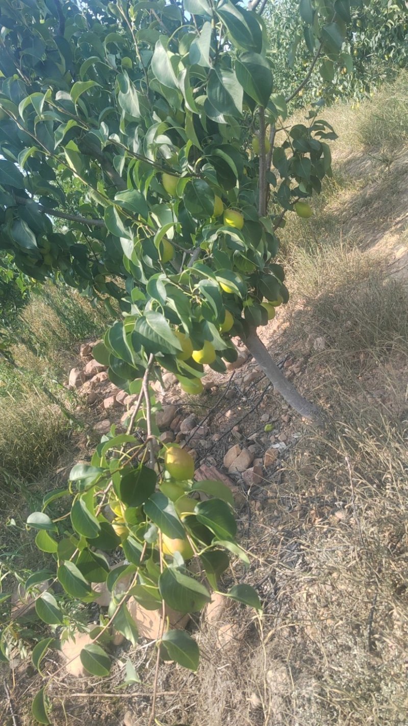 河南红香酥梨产地直发质量保障可实地考察视频看货