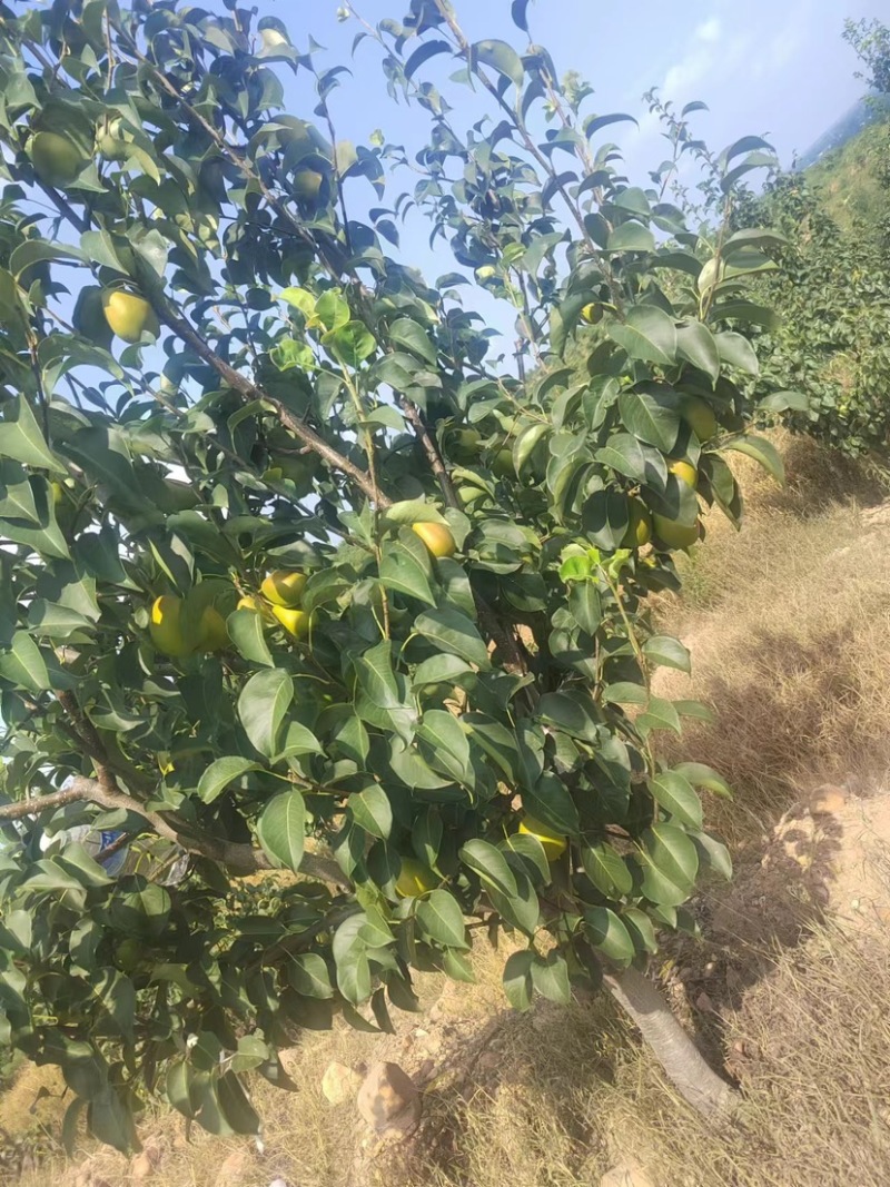 河南红香酥梨产地直发质量保障可实地考察视频看货