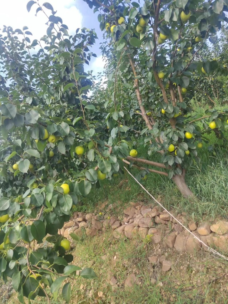 精品皇冠梨，河南产地直发，质量保证，欢迎选购