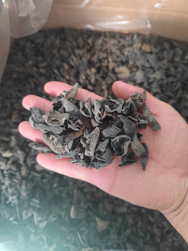 东北黑木耳干货批发小碗耳秋木耳干货电商展销会跑江湖全国发