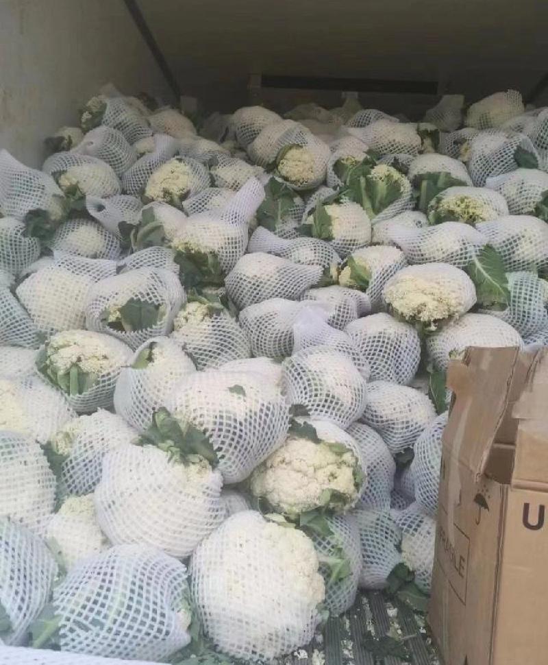 河南通许县花菜大量供应对接全国各地新鲜采摘个大饱满