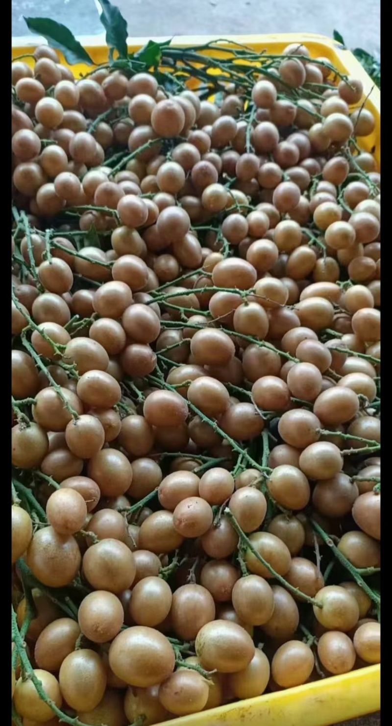 广西灵山黄皮果鸡心黄皮黑金刚黄皮贵妇黄皮大量上市