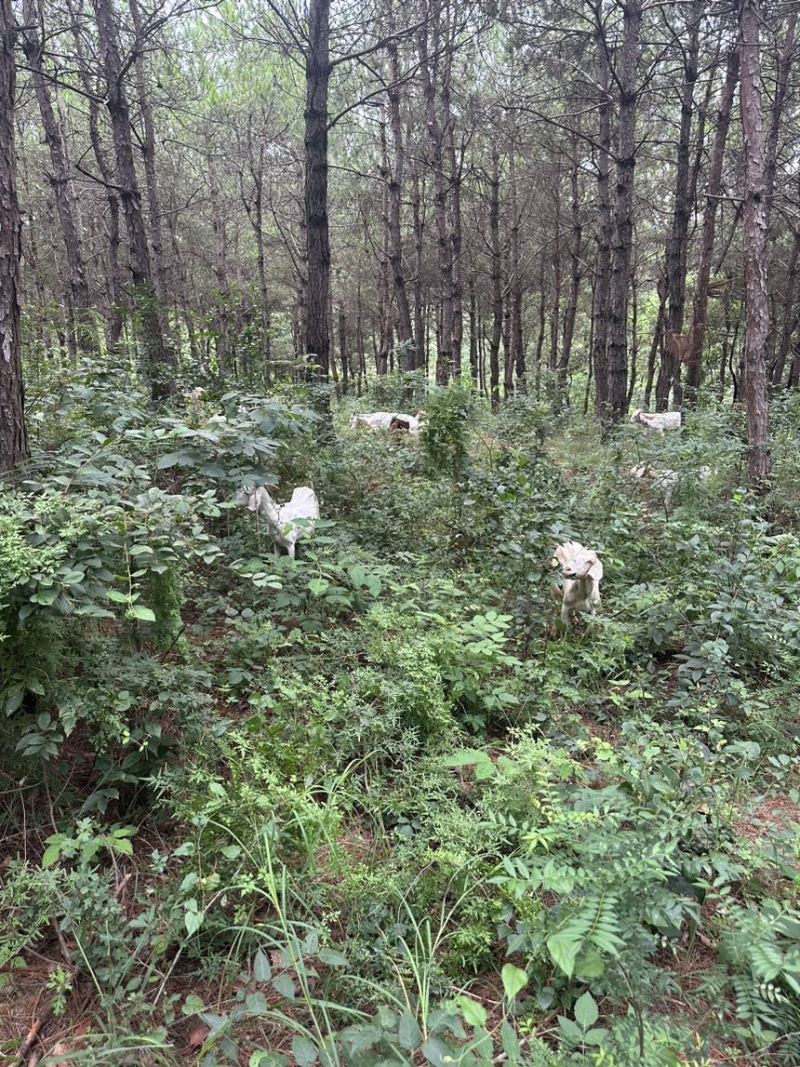 长期大量出售波尔山羊，量大从优，养殖场直销，发全国