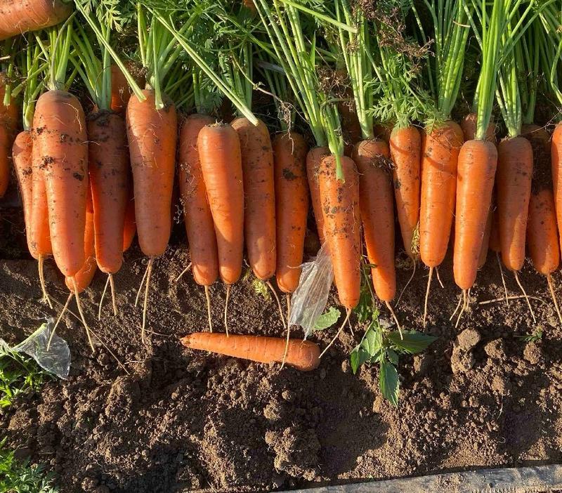 【精品】胡萝卜大量供应保质保量对接全国客商产地直发