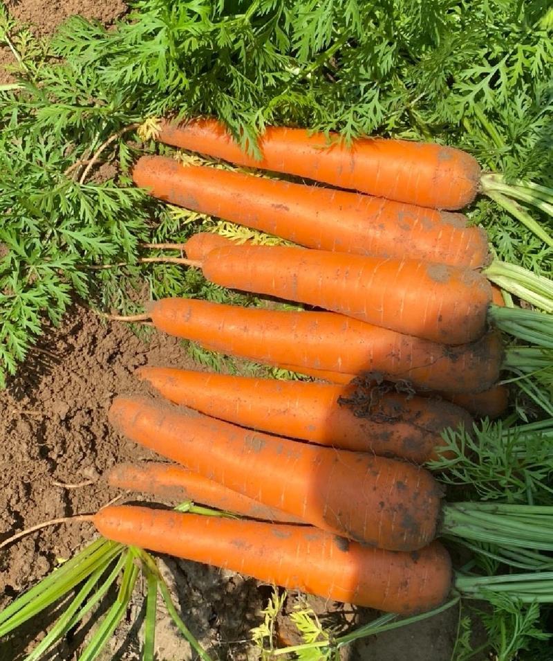 【精品】胡萝卜大量供应保质保量对接全国客商产地直发
