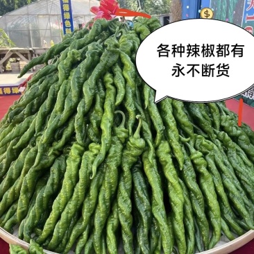 精品辣椒，产地螺丝椒，线椒，芜湖椒基地一手货源，视频看货