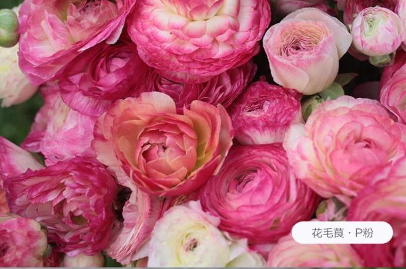 花毛茛种球重瓣芹叶洋牡丹花苗室内室外四季开花易活花卉盆栽