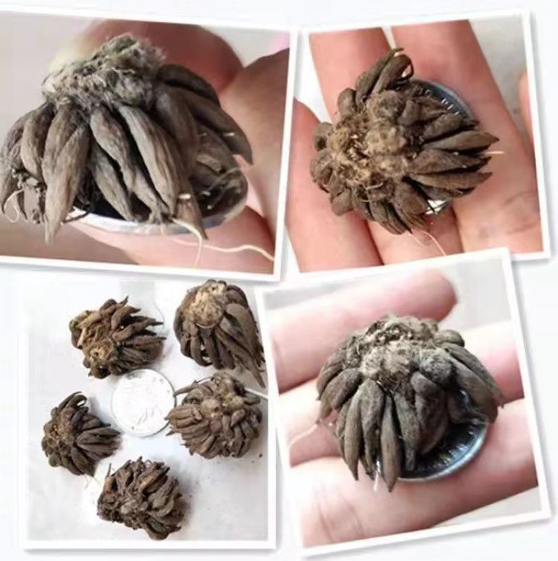 花毛茛种球重瓣芹叶洋牡丹花苗室内室外四季开花易活花卉盆栽