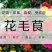 花毛茛种球重瓣芹叶洋牡丹花苗室内室外四季开花易活花卉盆栽