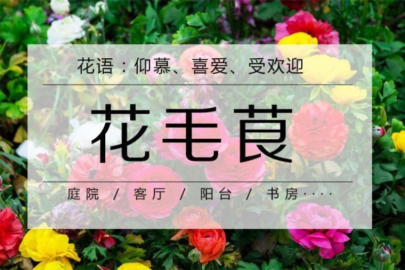 花毛茛种球重瓣芹叶洋牡丹花苗室内室外四季开花易活花卉盆栽