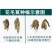 花毛茛种球重瓣芹叶洋牡丹花苗室内室外四季开花易活花卉盆栽