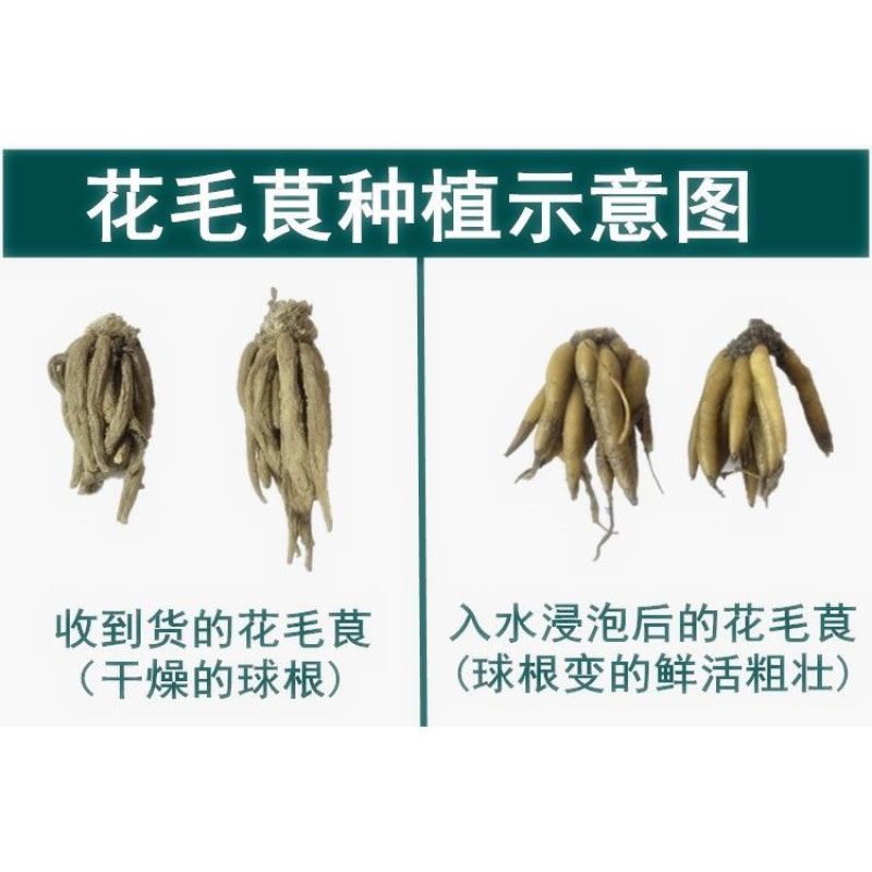花毛茛种球重瓣芹叶洋牡丹花苗室内室外四季开花易活花卉盆栽