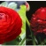 花毛茛种球重瓣芹叶洋牡丹花苗室内室外四季开花易活花卉盆栽