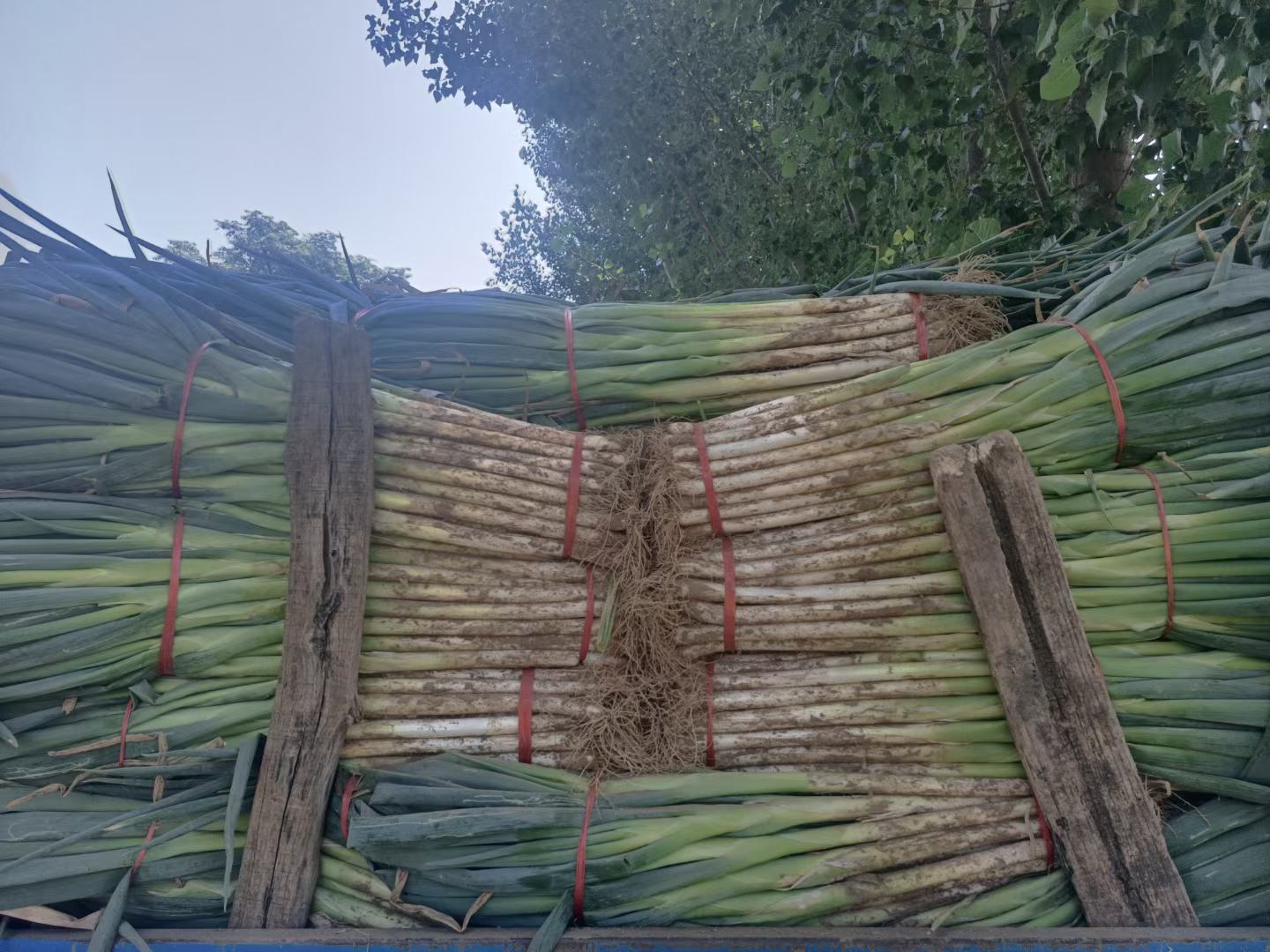 锦州洋葱分拣包装车间实景图