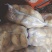 山东冷库土豆荷兰十五多个品种多个规格大量现货供应