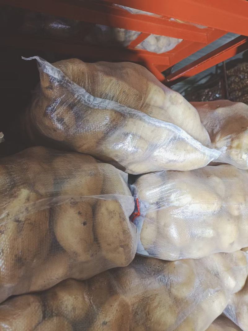 山东冷库土豆荷兰十五多个品种多个规格大量现货供应