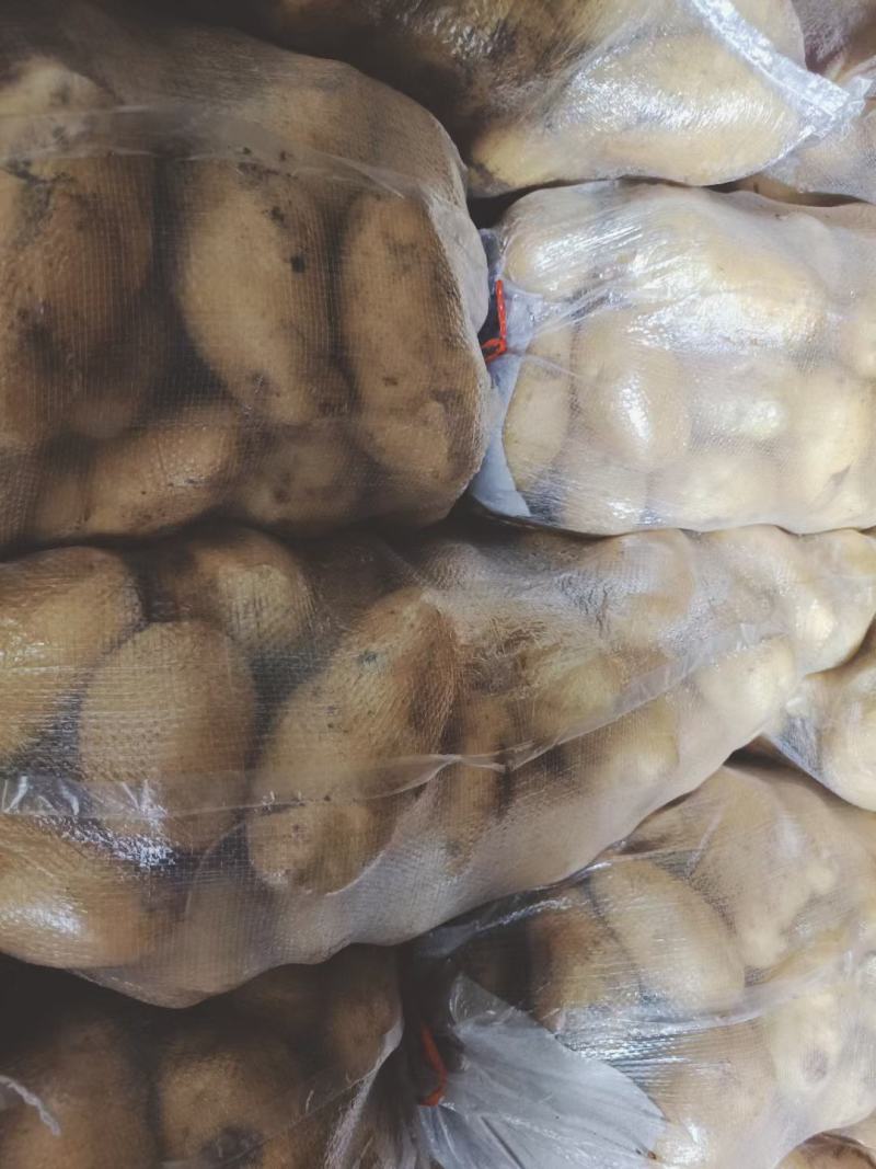 山东冷库土豆荷兰十五多个品种多个规格大量现货供应