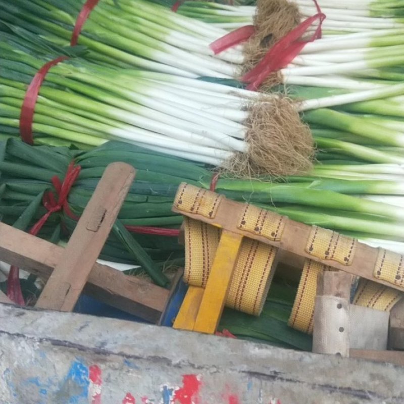 陕西长白大葱，一手货源，物美价廉，有需要的新老客商前订购