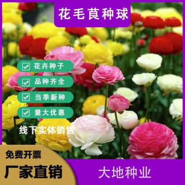 花毛茛种球重瓣芹叶洋牡丹花苗室内室外四季开花易活花卉盆栽