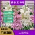 晚香玉种球夜来香花苗浓香型多年生植物室内外庭院四季易种活