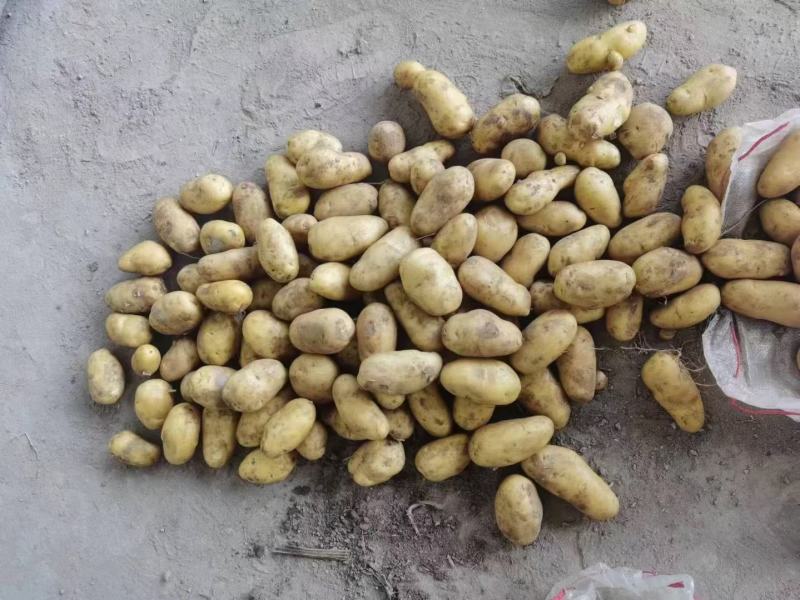山东冷库土豆荷兰十五多个品种多个规格大量现货供应