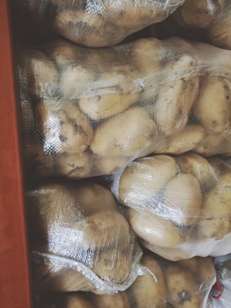 山东冷库土豆荷兰十五多个品种多个规格大量现货供应